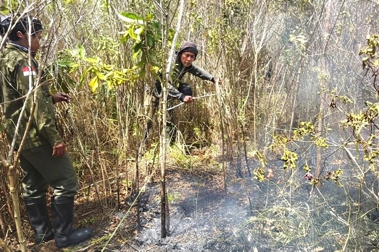 Titik Api Baru Kembali Muncul di Way Kambas, Berjarak Lebih dari 5 Km dari Habitat Gajah Sumatera