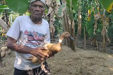 Pengakuan Mbah Mardi, Lansia Penjual Bebek yang Ditipu dengan Uang Palsu Rp 400.000: Gusti Allah yang Mengganti