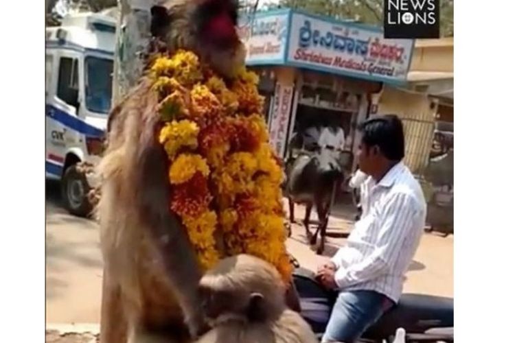 Dalam potongan gambar video, terlihat seekor anak monyet menangisi induknya yang mati karena tersengat listrik di India.