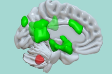 Fungsi Otak Kecil yang Belum Pernah Diketahui Terungkap, Apa itu?