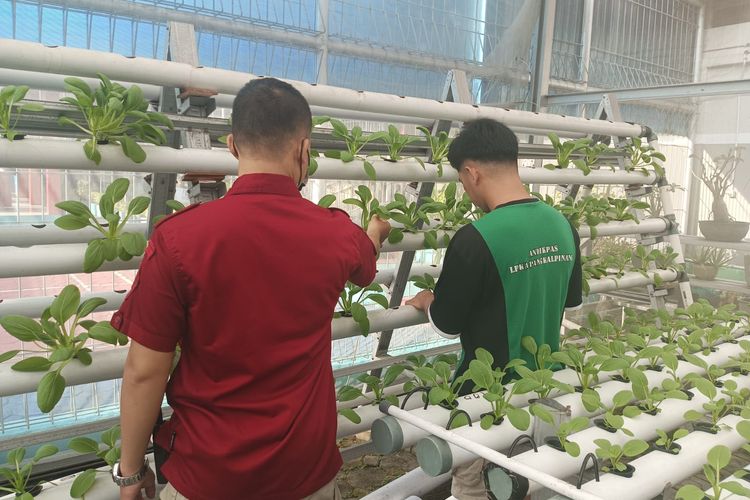 Warga binaan LPKA Pangkalpinang dengan fasilitas budidaya sayuran hidroponik, Jumat (29/12/2023).