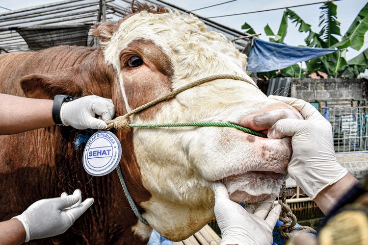 Ilustrasi sapi untuk kurban yang sudah dicek kesehatan oleh Dispernakan Bandung Barat.