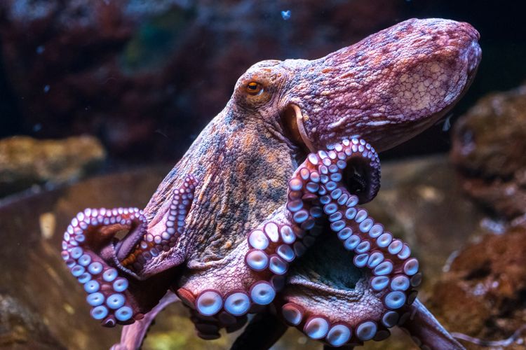 Ilustrasi gurita. Fakta unik gurita, hewan laut ini punya perilaku aneh, yakni memakan lengan atau tentakelnya sendiri.