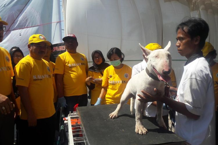 Anjing peranakan Garut dan impor yang diklaim seharga Rp 8 juta per ekor meski masih anakan saat diberi vaksin rabies, Kamis (11/07/2019)