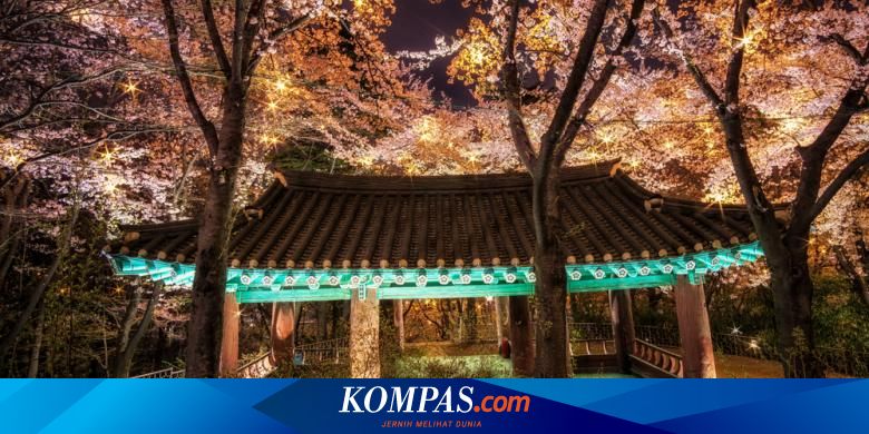 Musim Semi di  Korea  Selatan  Saatnya Lihat Bunga  Sakura 
