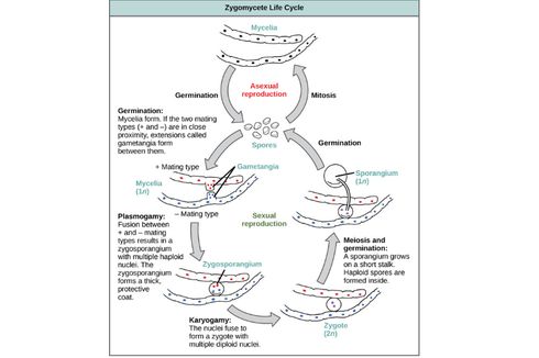 Siklus Hidup Zygomycota