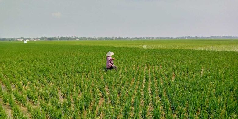 Dokumentasi petani Desa Kampungsawah, Kecamatan Jayakerta, Kabupaten Karawang tengah mengolah sawah.