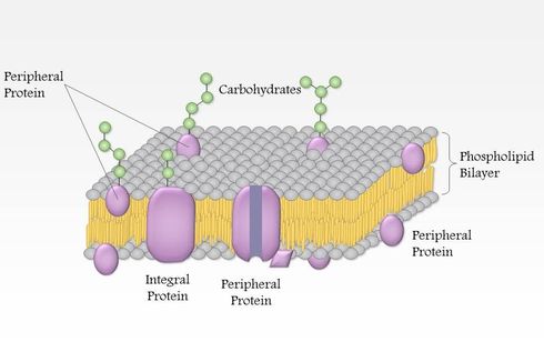 Pengertian Protein Intergral dan Periferal