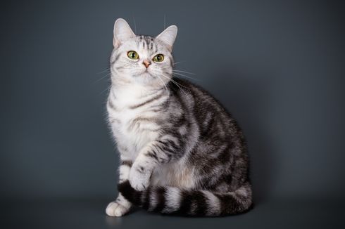 Mengenal 7 Jenis Kucing Shorthair Populer, Cocok untuk Pencinta Ras Berbulu Pendek
