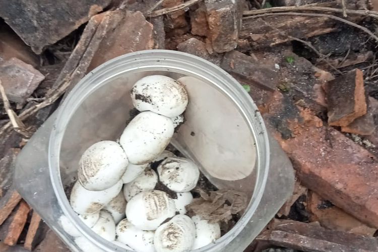 Inilah 22 telur indukan ular kobra yang berhasil ditemukan Tim Exalos Indonesia Regional Madiun di rumah Femi Kustianingsih, warga Desa Buduran, Kecamatan Wonoasri, Kabupaten Madiun, Jawa Timur, Kamis (13/11/2025). 