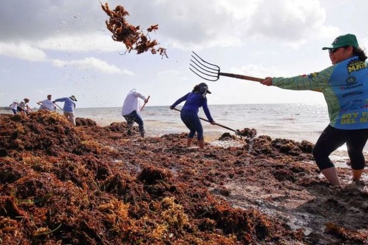 Warga Meksiko dan Karibia membersihkan rumput laut jenis sargassum yang berkembang tak terkendali di Samudra Atlantik. 