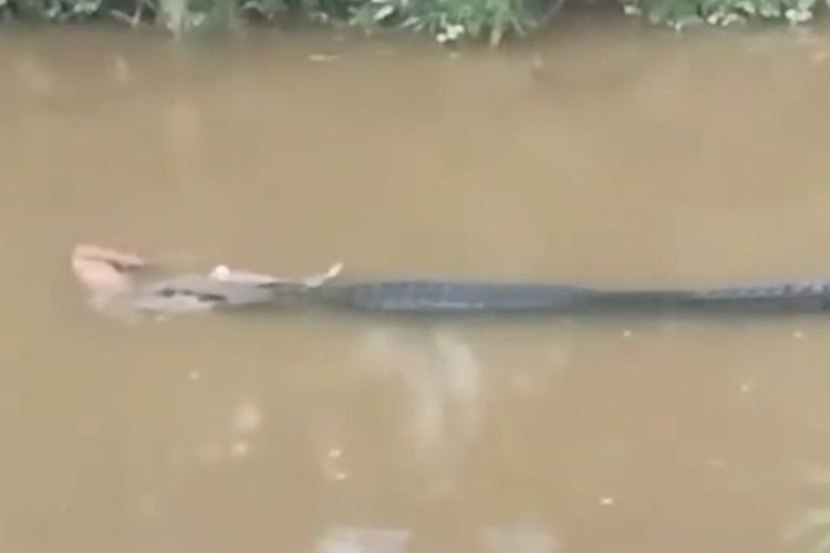 Seekor buaya panjang 4 meter menyeret tubuh Calling (60) ke dalam sungai di kabupaten Kolaka Timur