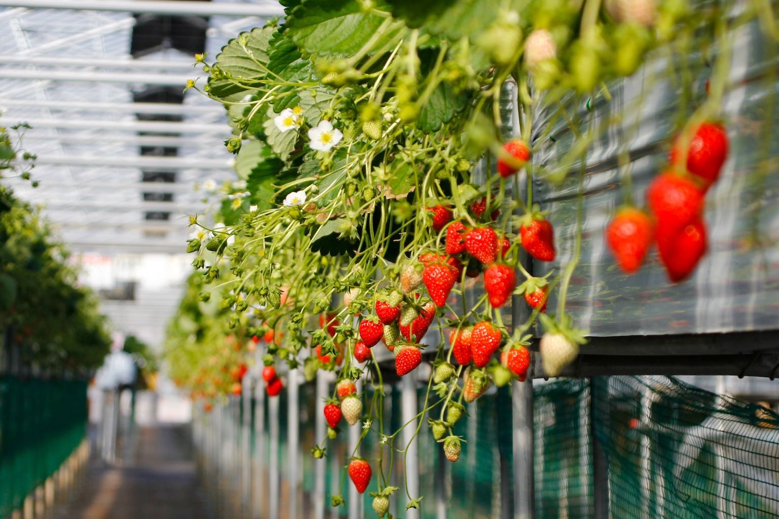 Wisata Petik Buah di Petik Strawberry Padusan Mojokerto