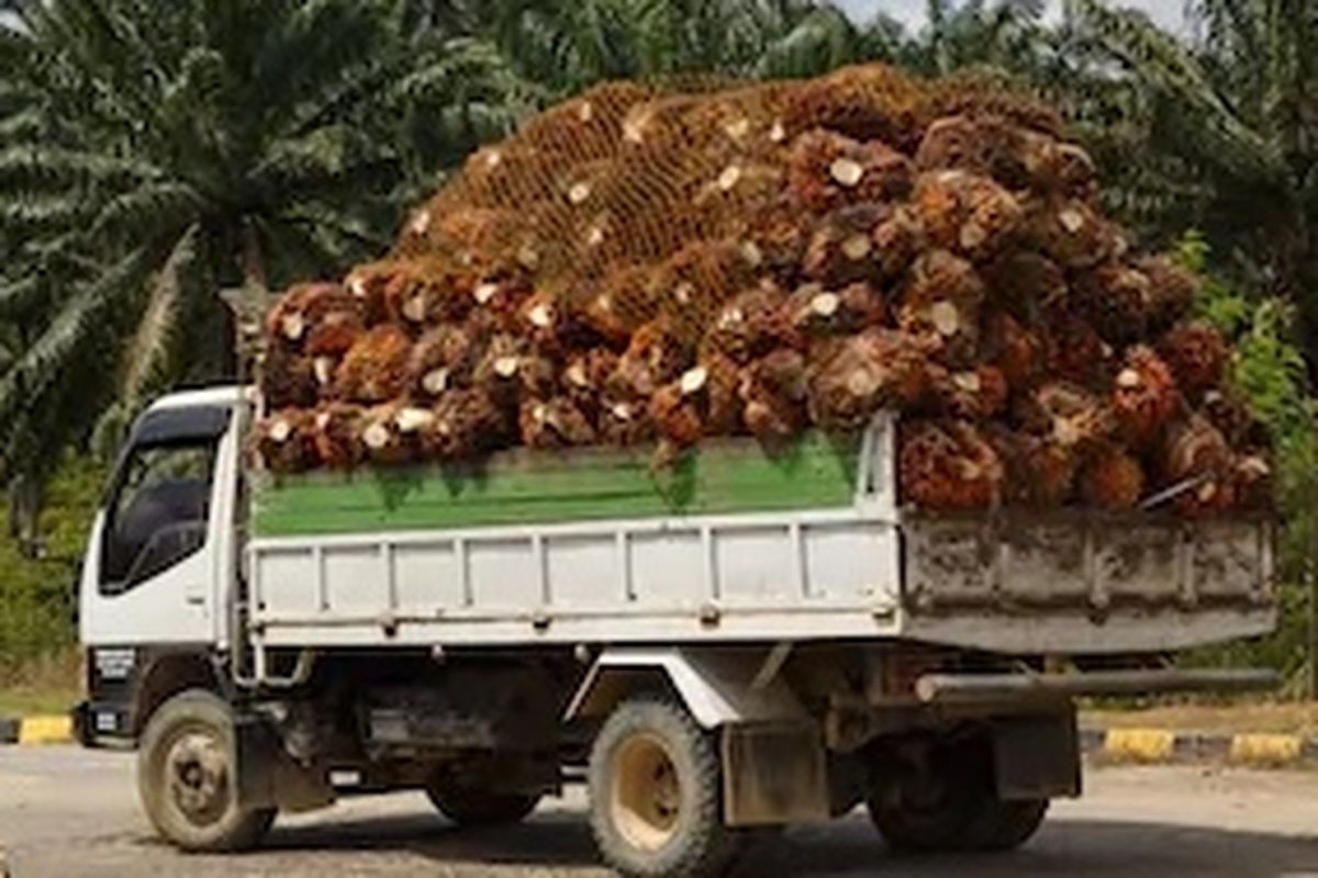 IPOSS memproyeksikan produksi CPO Indonesia tumbuh moderat hingga 49,8 juta ton pada 2026, didorong pemulihan tanaman dan perbaikan iklim.