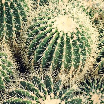 Ilustrasi tanaman kaktus.