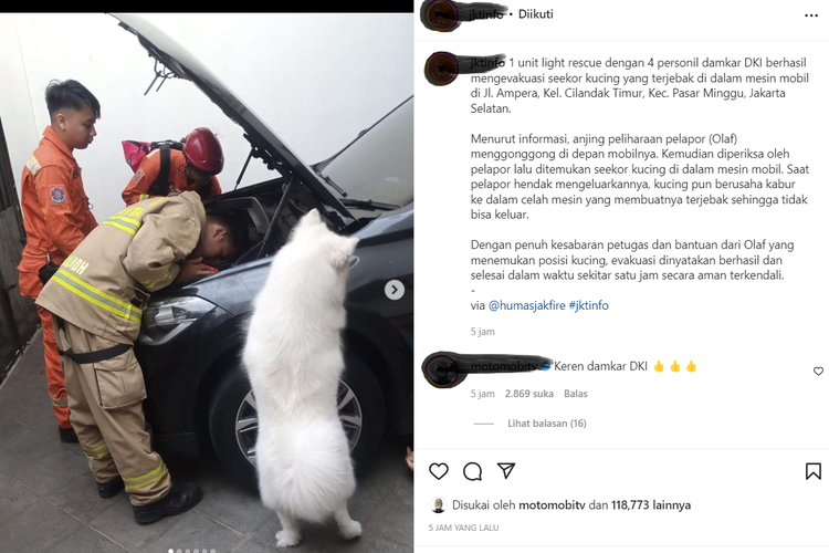 Video viral penyelamatan kucing oleh Damkar di Jakarta Selatan