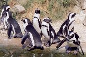 Penguin Afrika Kelaparan, Sumber Pakan Hilang akibat Krisis Iklim