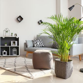 Ilustrasi tanaman hias di dalam rumah minimalis. 