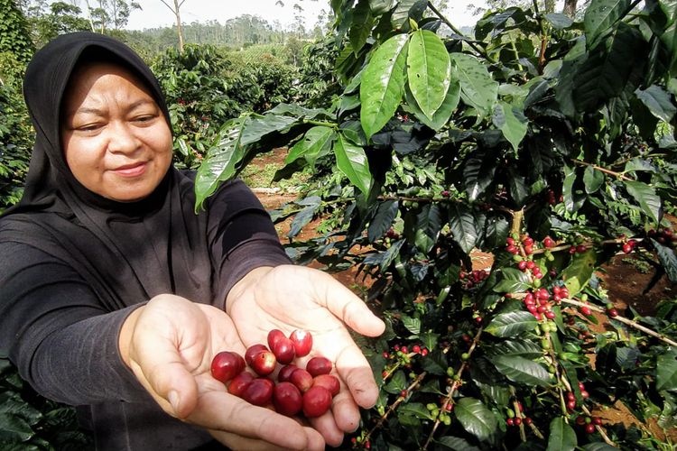 Petani kopi Gununghalu Rani Mayasari (43) menunjukkan kopi hasil petik langsung dari kebun, Selasa (28/3/2023).