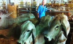 Perlu, Sinergi dalam Upaya Peningkatan Populasi Sapi di Indonesia 