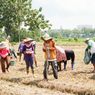 BUMN yang Memproduksi Pembenihan Pertanian adalah Sang Hyang Seri