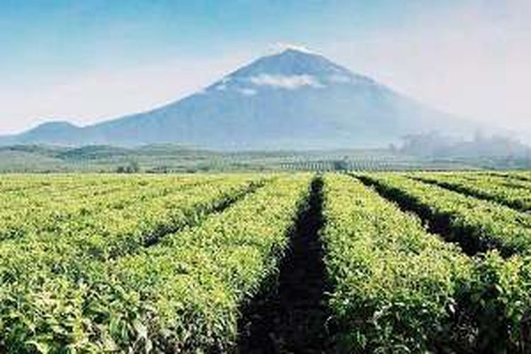 Perkebunan teh Kayu Aro, Jambi, di kaki Gunung Kerinci.