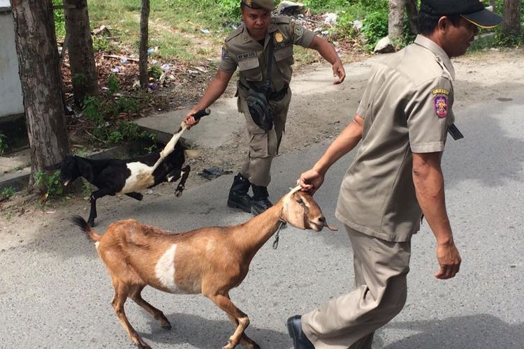 Petugas satpol PP Kota Gorontalo menggiring kambing-kambing milik warga yang berkeliaran mdan memakan tanaman di pinggir jalan.