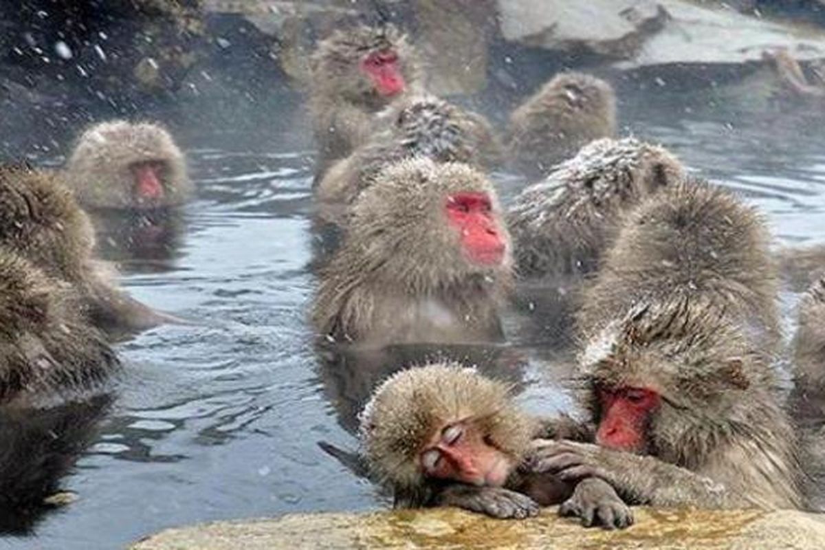Sekumpulan monyet bersantai di onsen (tempat pemandian air panas). 