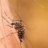 Demam Berdarah Dengue (DBD): Gejala, Penularan, dan Penanganan