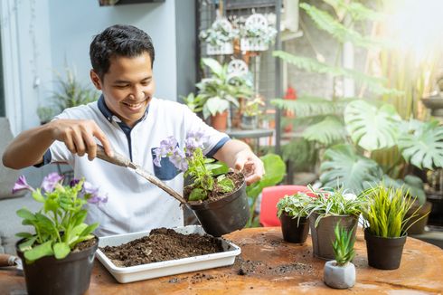 Cara Mencampur Media Tanam untuk Menanam Benih di Pot