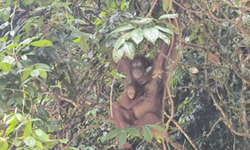 Dua Orang Utan Tumbuh Sehat di Kalbar, KHLK: Angin Segar Konservasi