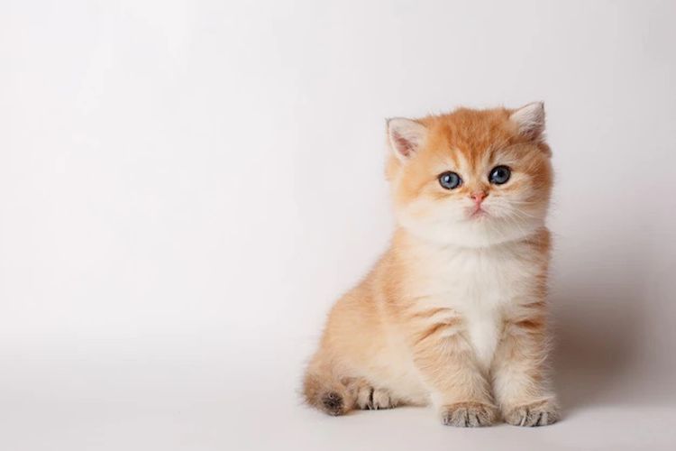 Bahaya Fading Kitten Syndrome pada Anak Kucing, Kenali Gejala dan Penyebabnya
