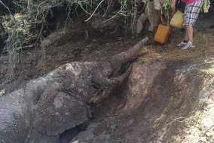 Warga desa Isolio dan tim dari organisasi konservasi satwa liar Lewa, Kenya, menyelamatkan seekor gajah yang terjebak dalam kubangan lumpur hampir semalaman.