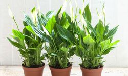 Daun Peace Lily Berubah Coklat? Ini 5 Penyebab dan Cara Mengatasinya