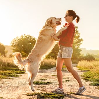 Ilustrasi anjing melompat ke manusia.