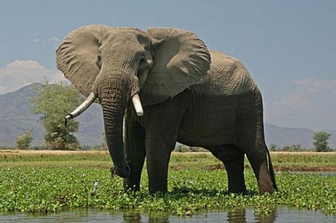 Sedang Berenang, Turis Kaget Saat Gajah Datang Menghampiri.