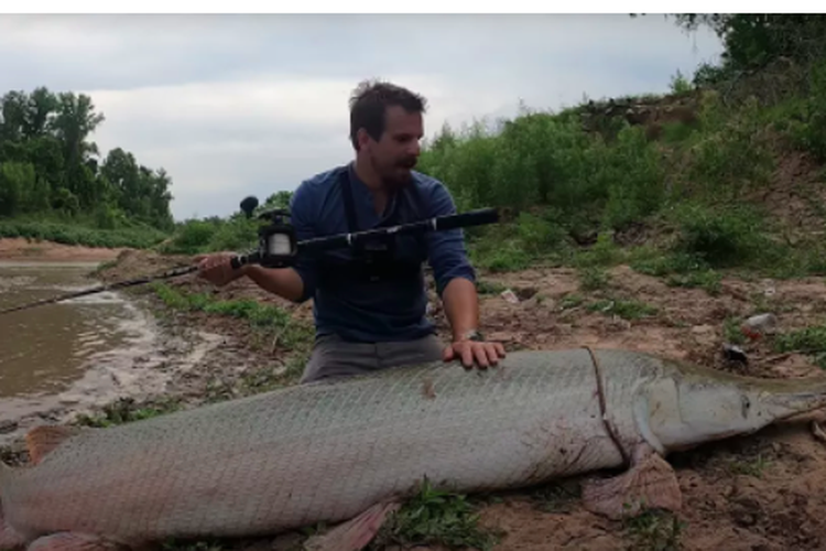 Aligator gar yang ditemukan pemancing Texas