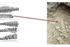 Gali Lubang Septic Tank, Warga Temukan Fosil Paus Berusia 700.000 Tahun