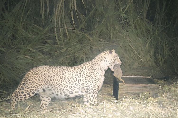 Unik tapi Berisiko, Alasan Induk Macan Tutul Sembunyikan Bayinya di Kebun Tebu
