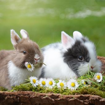 Ilustrasi kelinci.