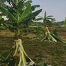 Bocah-bocah di Lamongan Rusak Pohon Pisang Warga, Tirukan Salam dari Binjai, Kepala Desa: Sudah Dipanggil