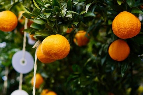 Simak, Cara Menanam Jeruk Mandarin yang Rasanya Manis