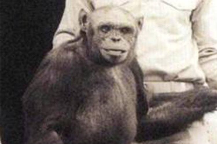 Oliver menjadi kasus humanzee paling terkenal di dunia, simpanse pertunjukkan itu dibawa ke AS dari Afrika.