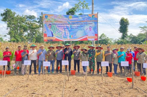 Atasi Darurat Pangan, Kementan Laksanakan Program Tanam Padi Gogo di Kabupaten Kediri