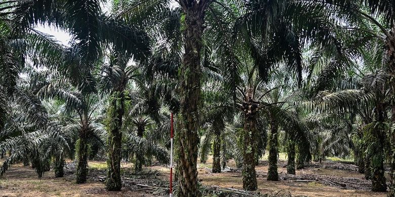 kelapa sawit di malaysia
