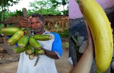 Biggest Banana Tree in the World Found in Papua, Indonesia Halaman ...