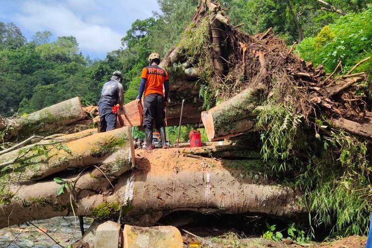 TUMBANG--Inilah pohon berusia ratusan tahun yang tumbang menutup akses jalan lingkar wisata Telaga Ngebel Ponorogo, Jumat (19/2/2021). 