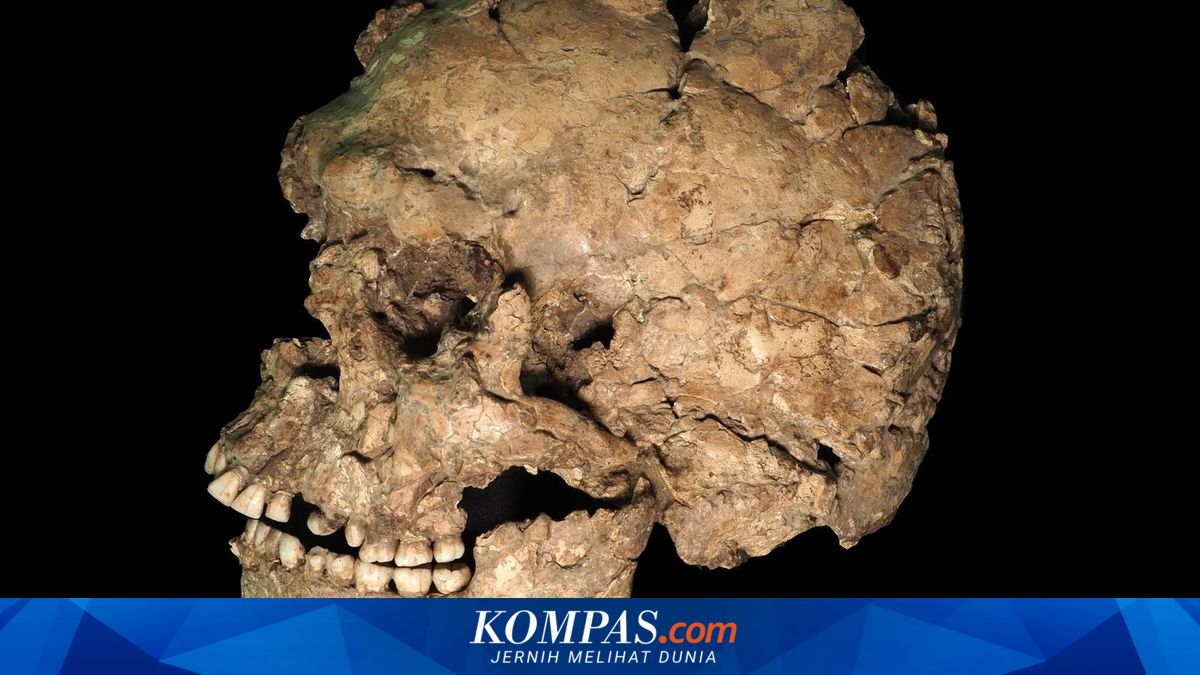 Micro-CT Scan Ungkap Luka Tusukan di Wajah Manusia Purba 100.000 Tahun Lalu