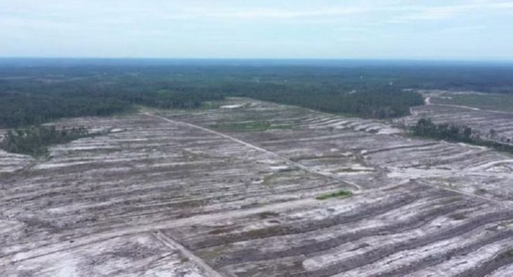 "Food Estate" di Antara Pusaran Pilpres 2024