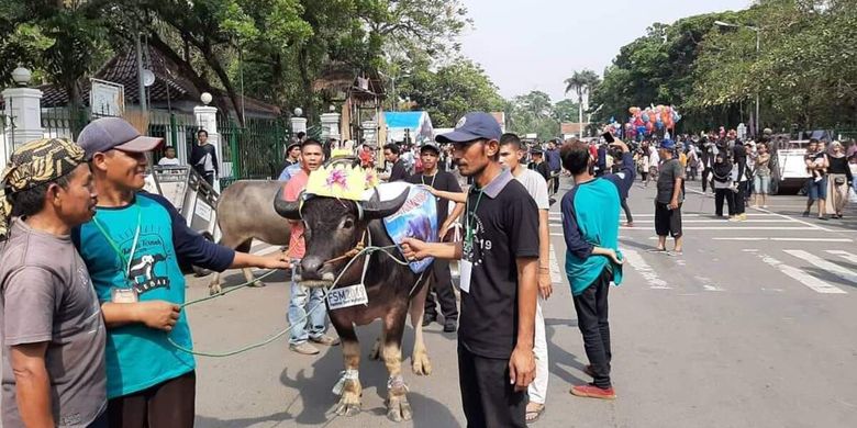 Parade Kerbau saat Festival Seni Multatuli 2019 di Rangkasbitung.